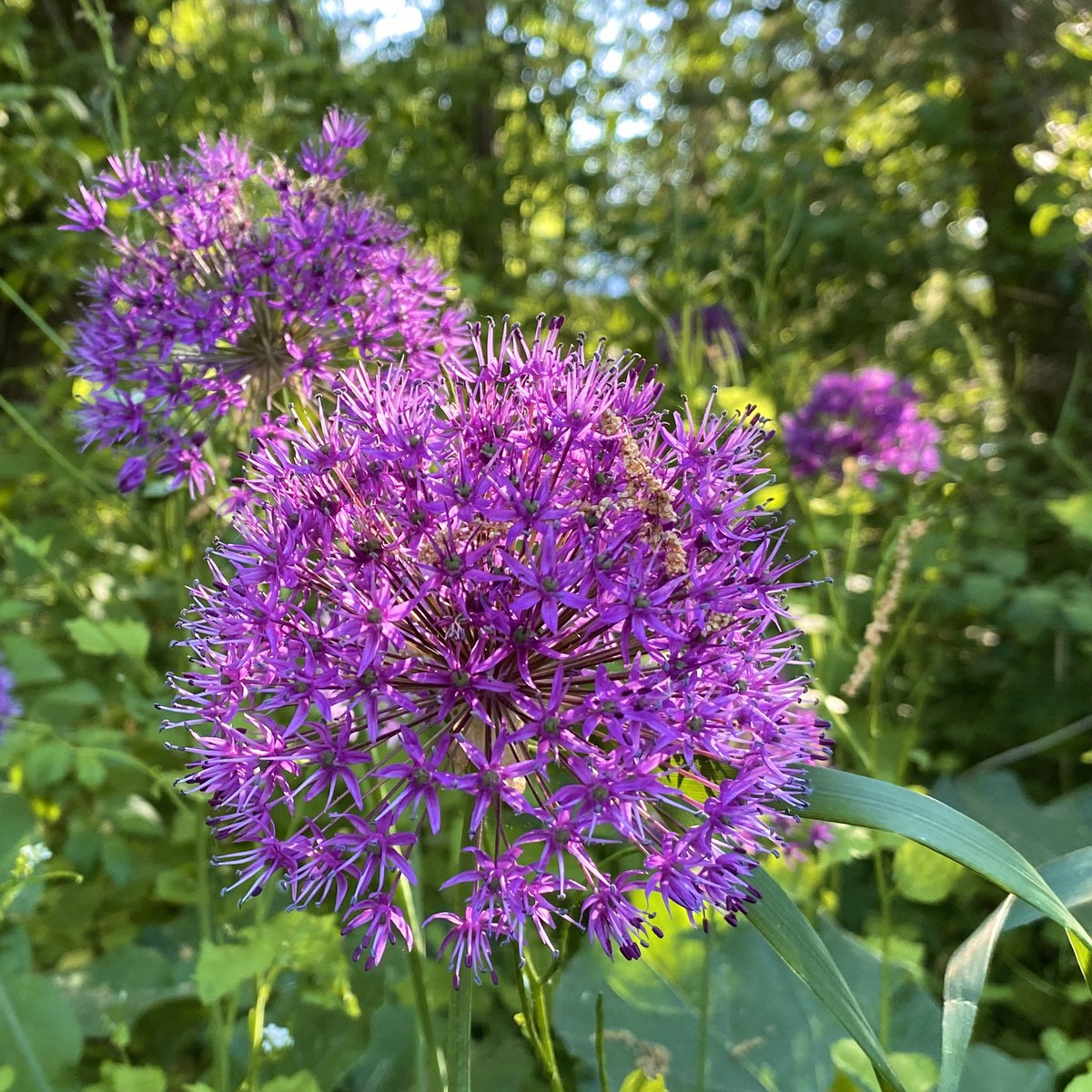 #alium #giantalium #flowers 
#vermont #vermontlife #vermontshots #vermontphotography #outdoorgans