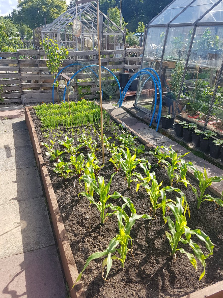 BeatJudge's tweet photo. The only jobs at the moment is weeding and watering..... it's looking good! https://t.co/sw6rL8AWzh