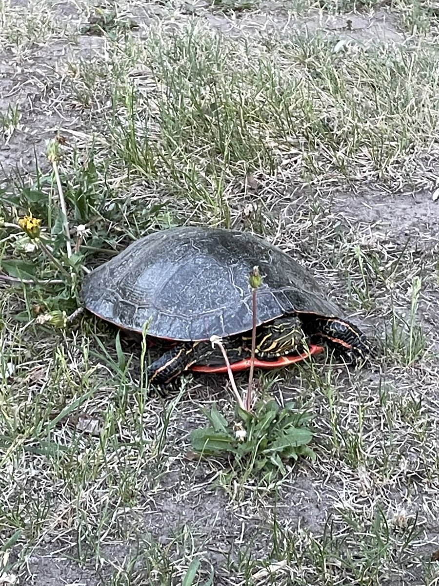 willgoodon's tweet photo. The turtles π’ are out in the Turtle Mountains. #turtlemountains #sharpelake #Metis https://t.co/7Wn0n44TSd