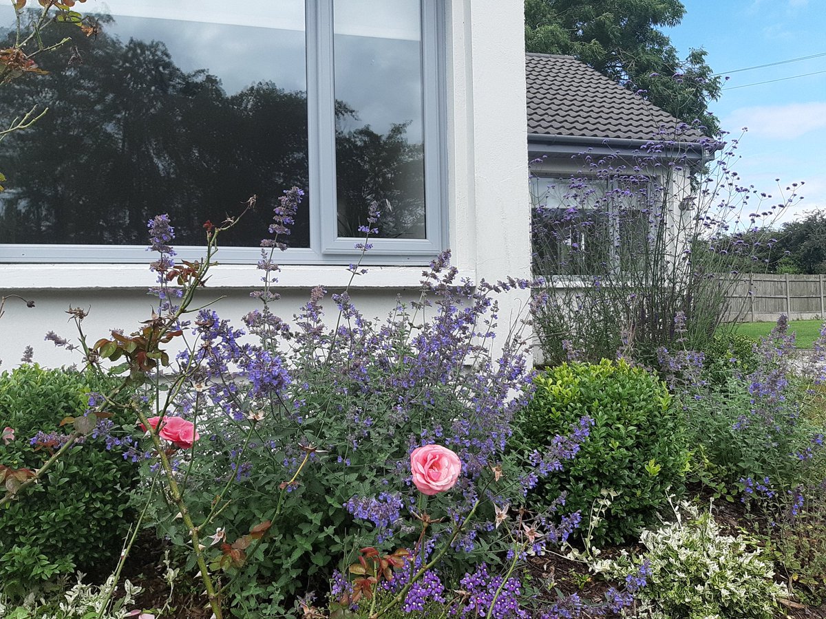 RuthyDeane's tweet photo. #bloomathome @BordBiaBloom 🐝🌺🌸🌼🌿 https://t.co/Lczwg9GcEw