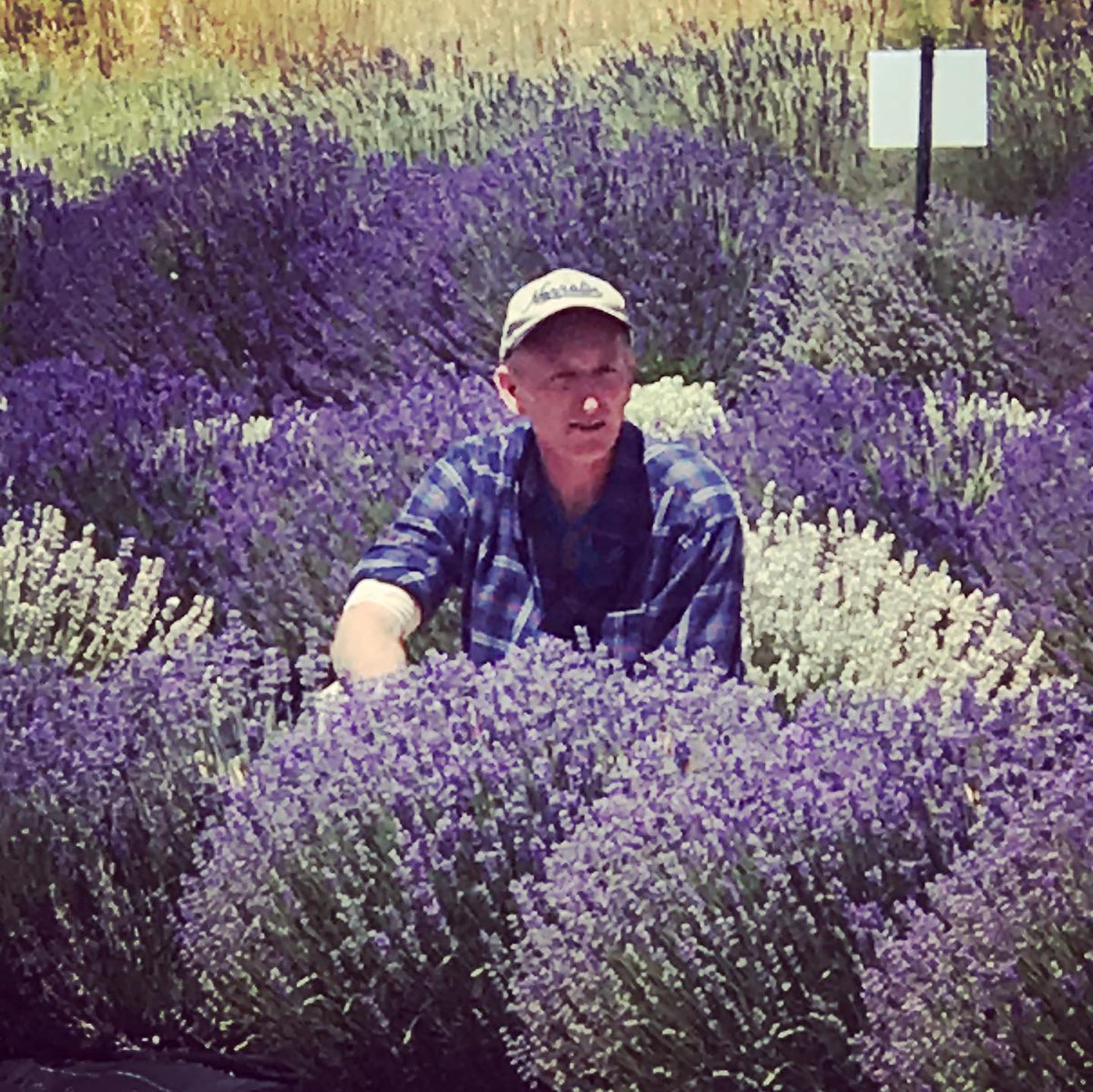 SQUEAKYCHEESEVO's tweet photo. Installment #56: 'Post-Covid Life'
Where am I? How did I get here? 
And why is that zebra wearing shorts?

#narratorsinfieldsforever, #lavender, #beesandblooms, #covid, #spring, #springtime, #audiobooks, #squeakycheesevo, #bees, #tobeeornottobee, #narrator, #writer, #writerslife https://t.co/vrK91cQOje