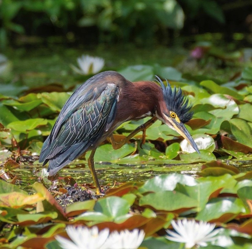 JAGardens's tweet photo. Happy self-care Sunday! It's high time you took a few moments to show yourself a little love, just like this Green Heron taking a few moments to preen on the edge of our pond. 

Photo: Liz Pettit https://t.co/PE40MVk5Ag