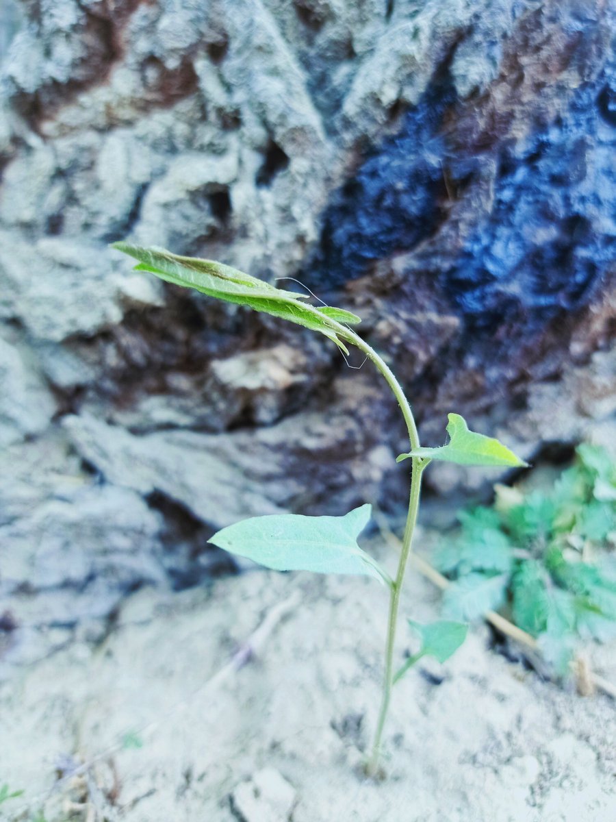 HSamejo's tweet photo. No matter how big you are but life may start from your roots.
#nasaclimatechange 
#ClimateAction 
#photography 
#photographylovers https://t.co/M6TYy5z5Xf