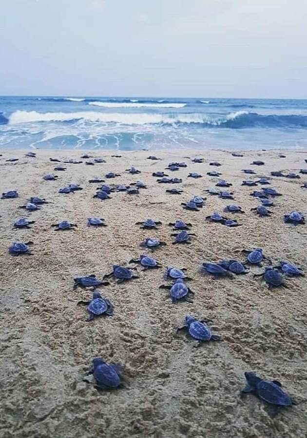 New lifes🐢🌊