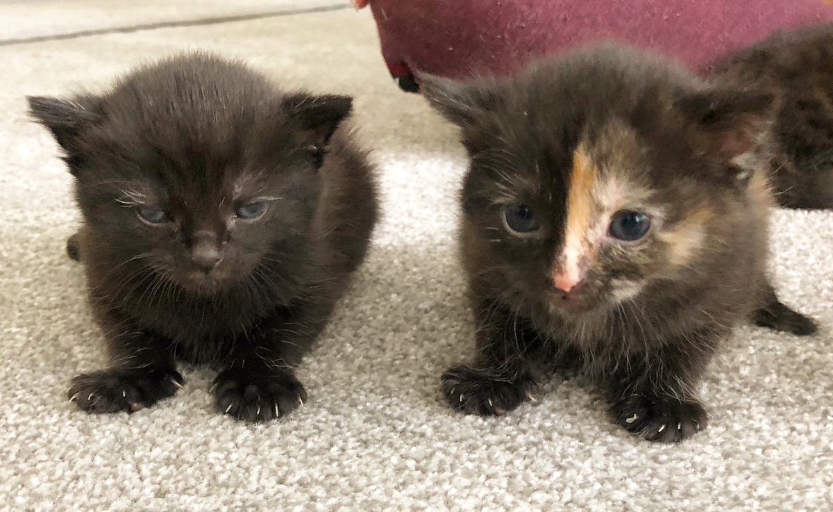 Alijane7's tweet photo. Happy 1st birthday to my gorgeous girls #LunaAndRipley #sisters #kittens #growingupquickly We love you both so much 💖😻🎁🎉🥰💫🥳💝🎈 xxxxxxx https://t.co/BlOfwVc4xz