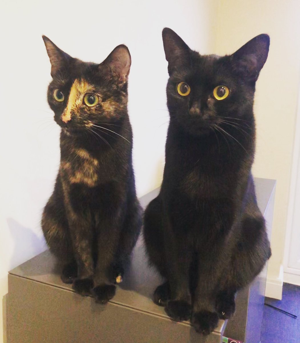 Alijane7's tweet photo. Happy 1st birthday to my gorgeous girls #LunaAndRipley #sisters #kittens #growingupquickly We love you both so much 💖😻🎁🎉🥰💫🥳💝🎈 xxxxxxx https://t.co/BlOfwVc4xz