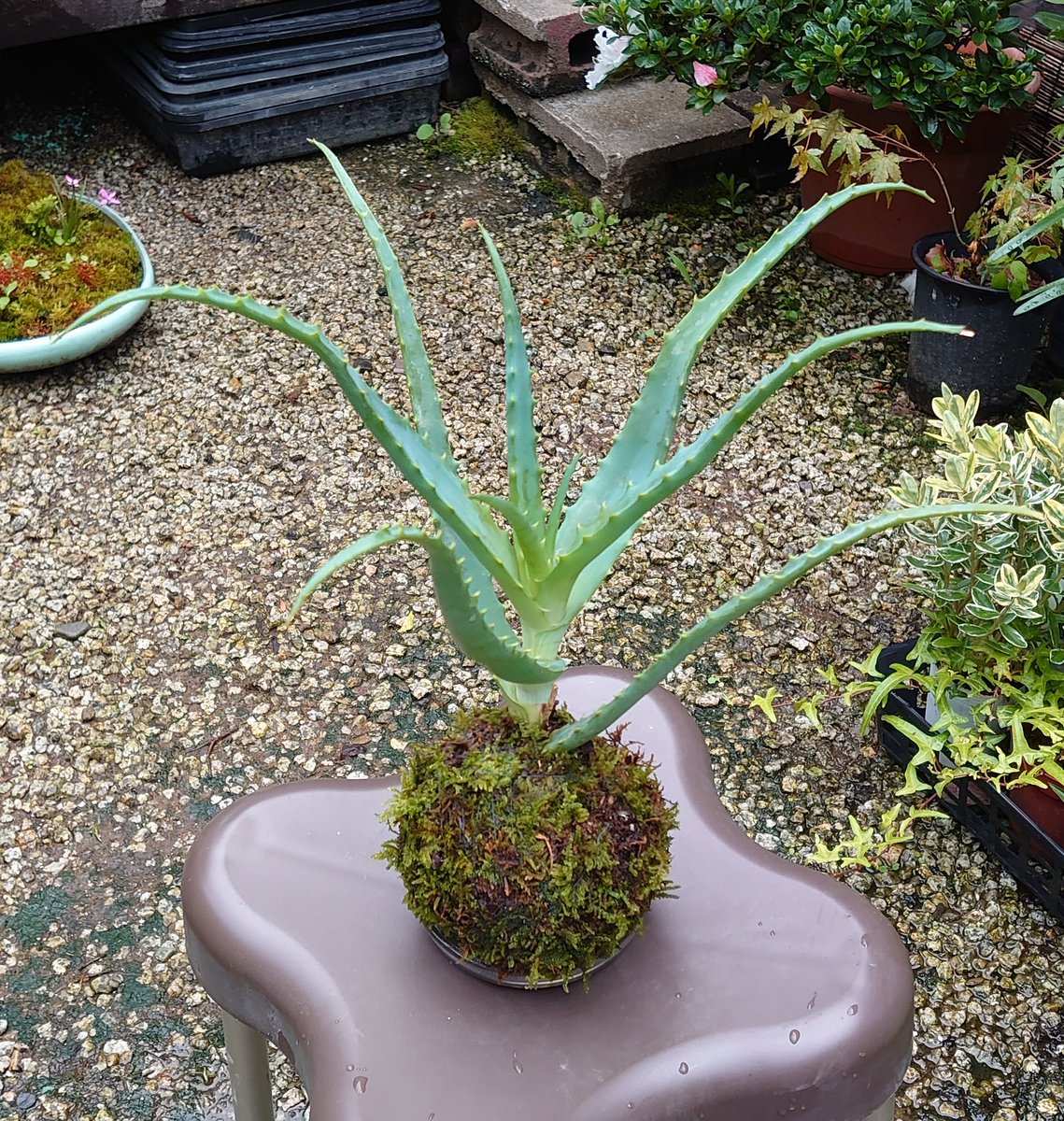 桂 文五郎 V Twitter 医者いらず アロエ 苔玉 昭和の品を御自宅に一つどうですか 笑 桂文五郎の園芸図鑑 苔玉 趣味の園芸