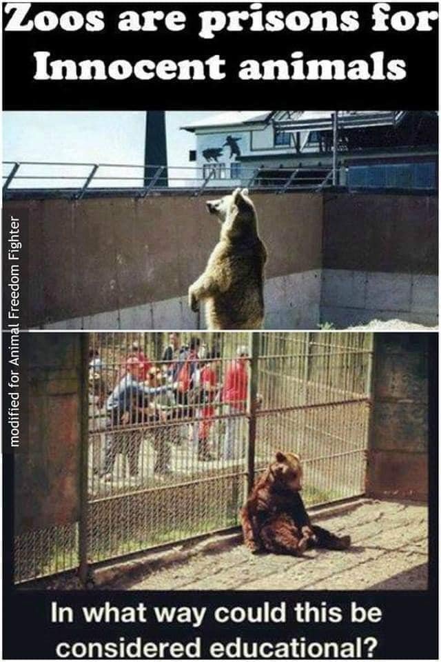 Leopardette1's tweet photo. #BanZoos #FreeTheAnimals https://t.co/VYLxbeTRAN