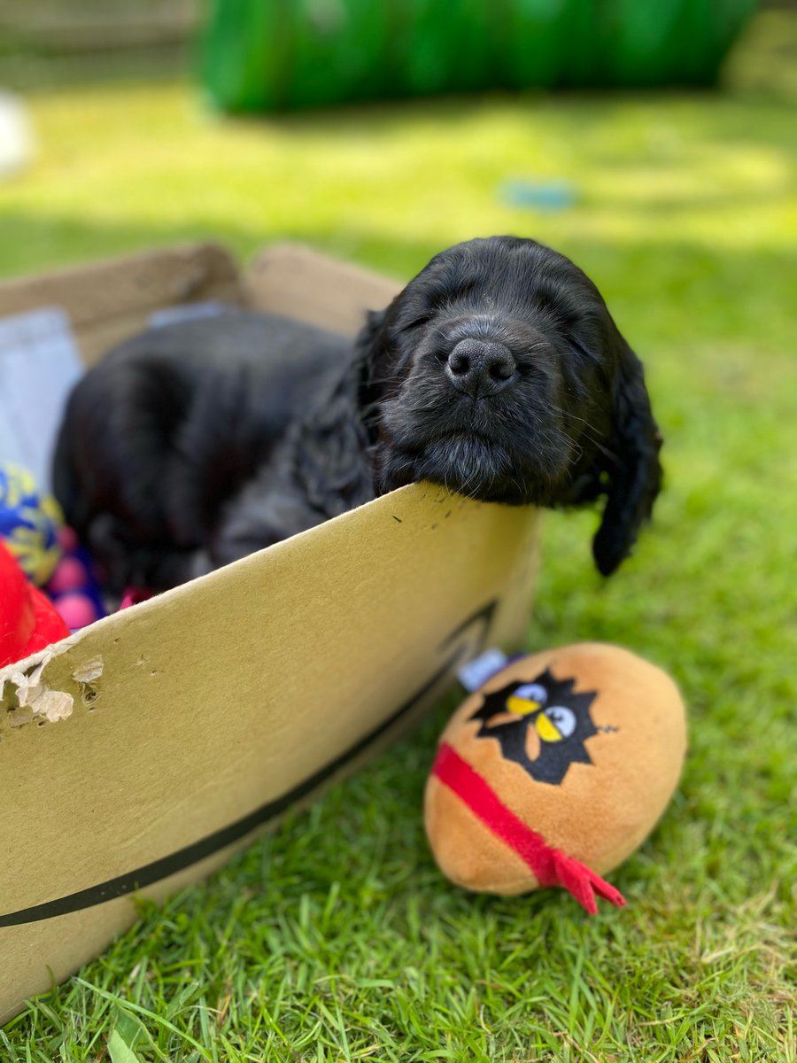 Hearing Dogs for Deaf People tweet media