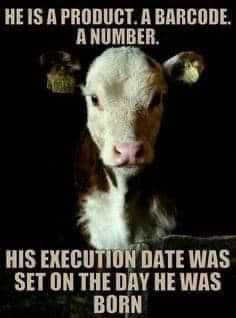 Leopardette1's tweet photo. #GoVegan https://t.co/KqrC7Ph0eG