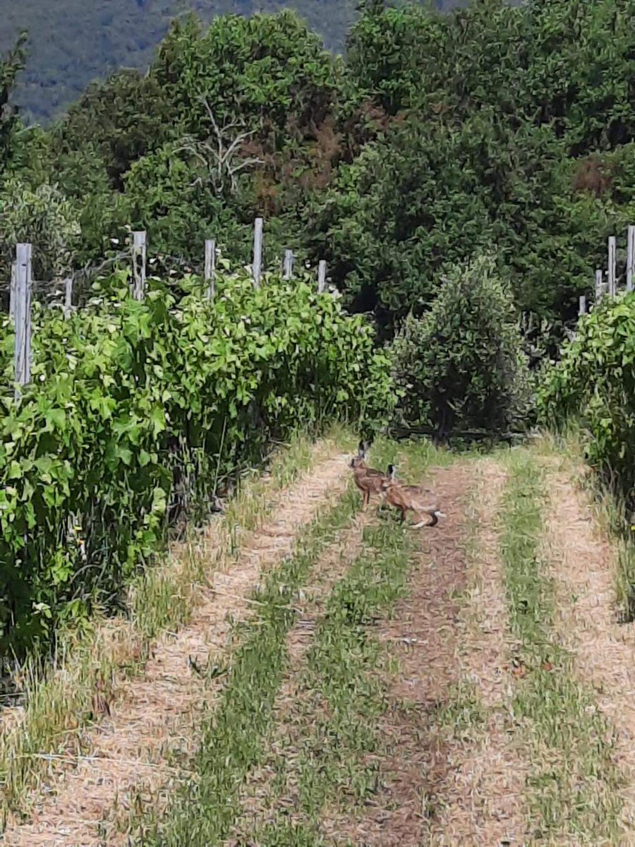 #chianticolliforentini #campagnatoscana #agriturismotoscana #firenze #montelupofiorentino