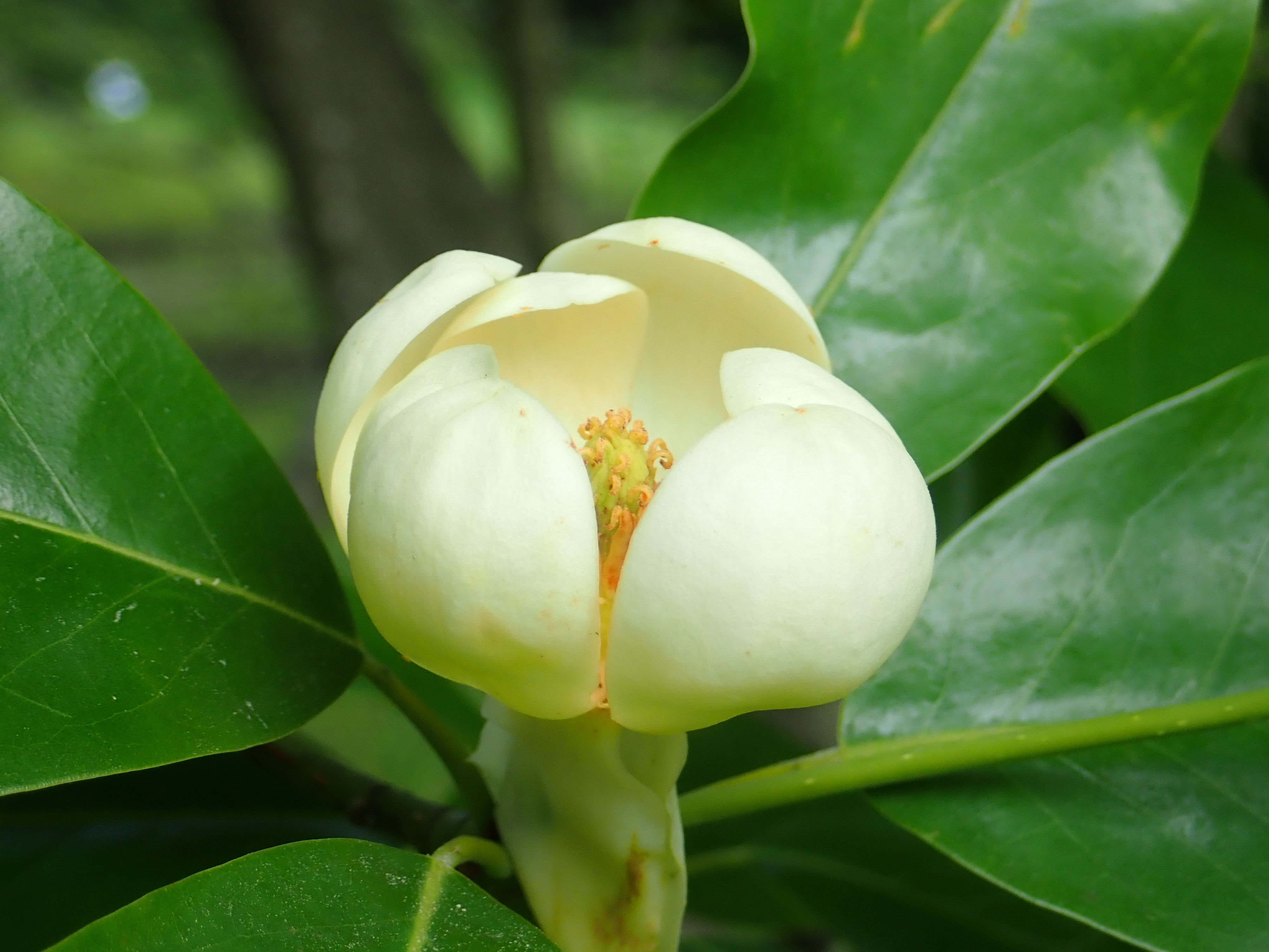 Twitter 上的 神代植物公園 ニュース スタッフより 園芸係 マグノリア園では ヒメタイサンボクの花 が咲いています ヒメタイサンボクは モクレン科モクレン属の植物で北アメリカの原産 北アメリカの北部からフロリダにかけての大西洋沿いに自生します 花は
