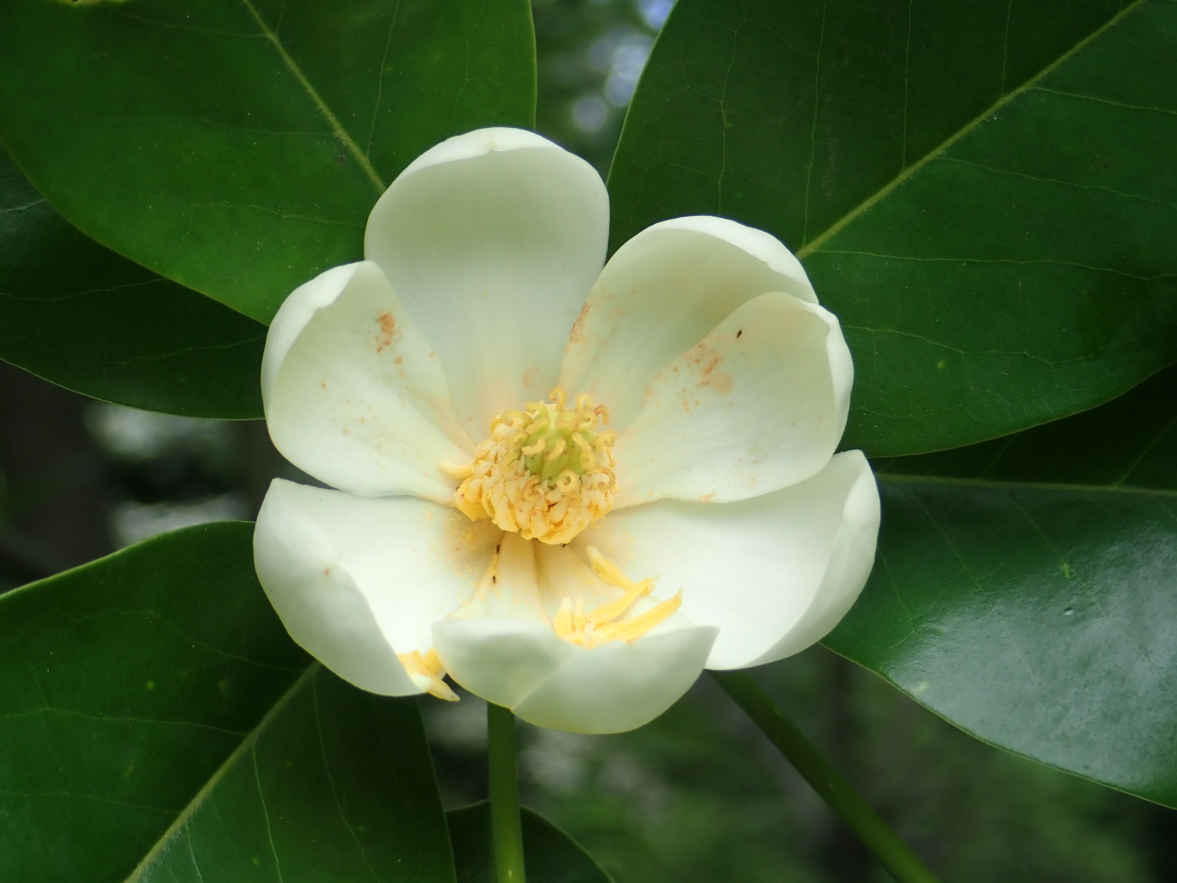 神代植物公園 ニュース スタッフより 園芸係 マグノリア園では ヒメタイサンボクの花 が咲いています ヒメタイサンボクは モクレン科モクレン属の植物で北アメリカの原産 北アメリカの北部からフロリダにかけての大西洋沿いに自生します 花は