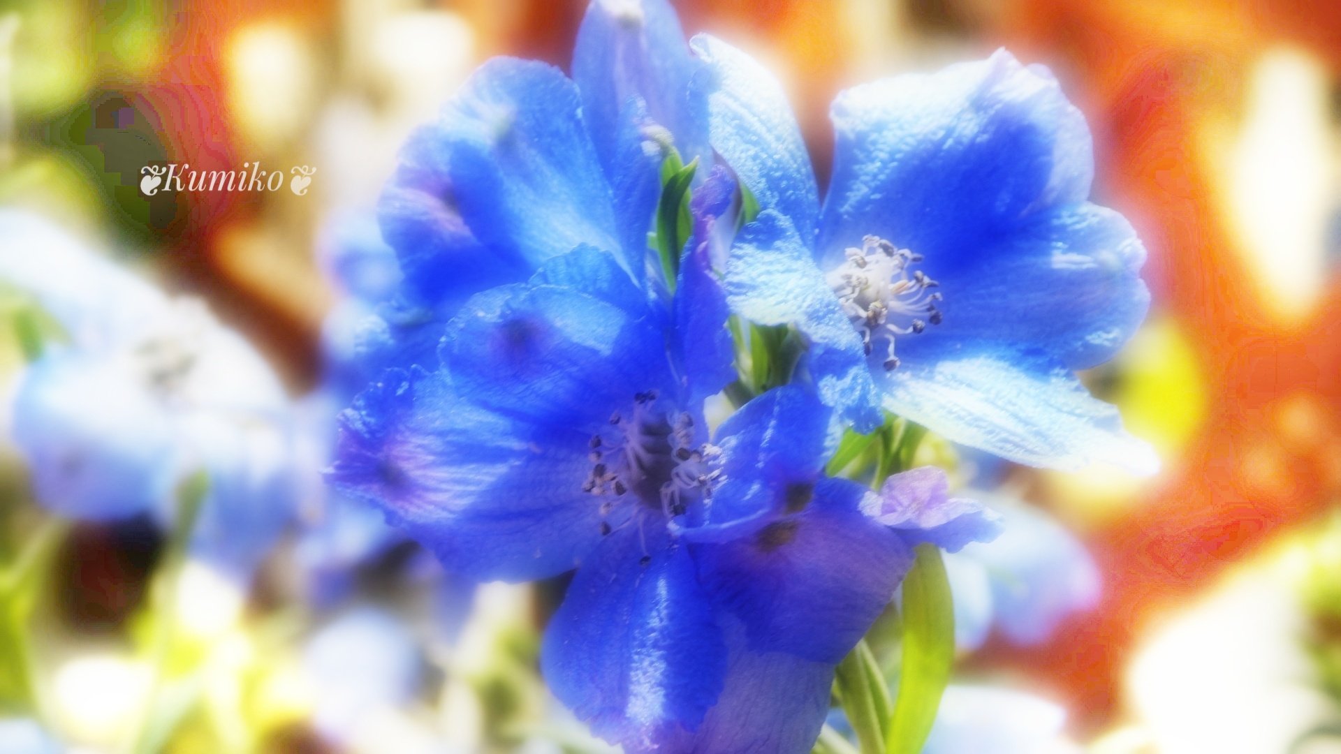 تويتر Bluepoppy Bluestar على تويتر 6 6 日 プロポーズの日 6月第1日曜日 ジューンブライド 6月の花嫁 は 幸せになれる との故事による 今日の誕生花 デルフィニウム 青色の花は結婚式の サムシングブルー として愛されている 花言葉 あなたを幸せにし