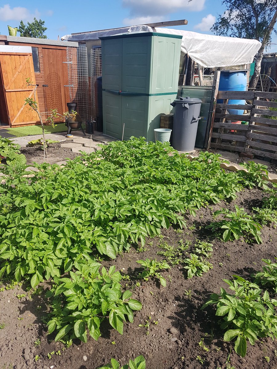 BeatJudge's tweet photo. The alloment is starting to bear fruit. I've got all kinds growing. https://t.co/K4nME2EGZ4