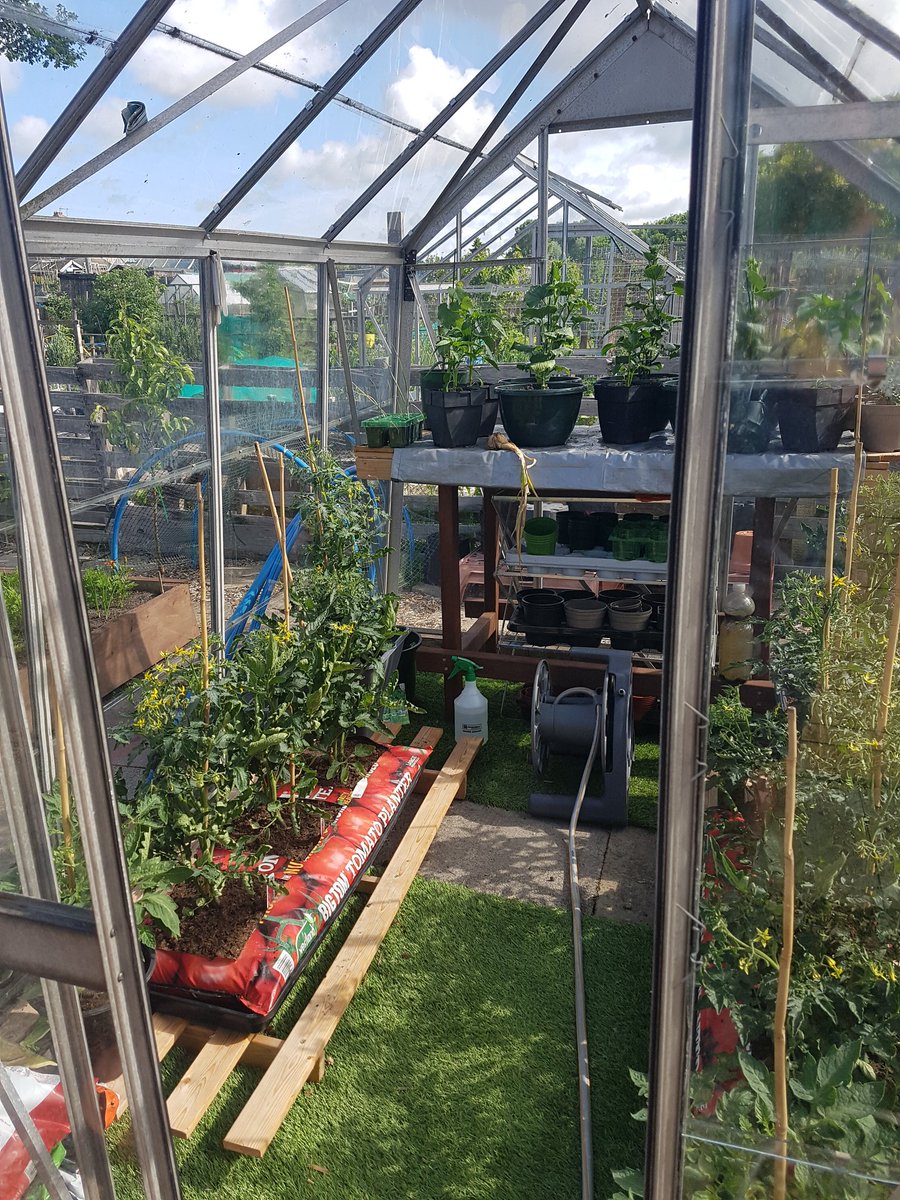BeatJudge's tweet photo. The alloment is starting to bear fruit. I've got all kinds growing. https://t.co/K4nME2EGZ4