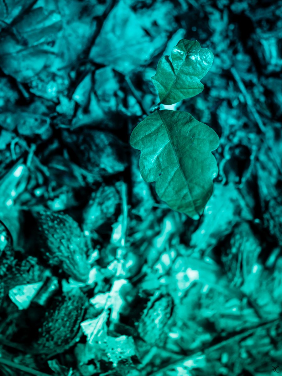 Regis CHUPIN (@chupinregis) on Twitter photo 