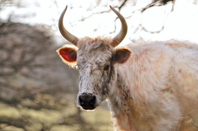 Something to get you outside and mooooving... Ahem. #Chillingham #whitecattle
#rewild #redsrule #redsquirrelsrule #redsquirrelsouthwest #redsquirrels #britishredsquirrel 
bit.ly/34Hn2DC