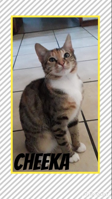 #LEAPS (@helpingthepaw) on Twitter photo Cheeka is my name - my foster mommy said I remind her of a cheetah in the making !!! I am a very adorable female kitty cat - I am sterilized and about 7months old. If you wish to adopt me , please contact Bronwyn on 0722837521 or bronwyn@leaps.co.za.
Please SHARE to CARE !!! Cheeka is my name - my foster mommy said I remind her of a cheetah in the making !!! I am a very adorable female kitty cat - I am sterilized and about 7months old. If you wish to adopt me , please contact Bronwyn on 0722837521 or bronwyn@leaps.co.za.
Please SHARE to CARE !!!