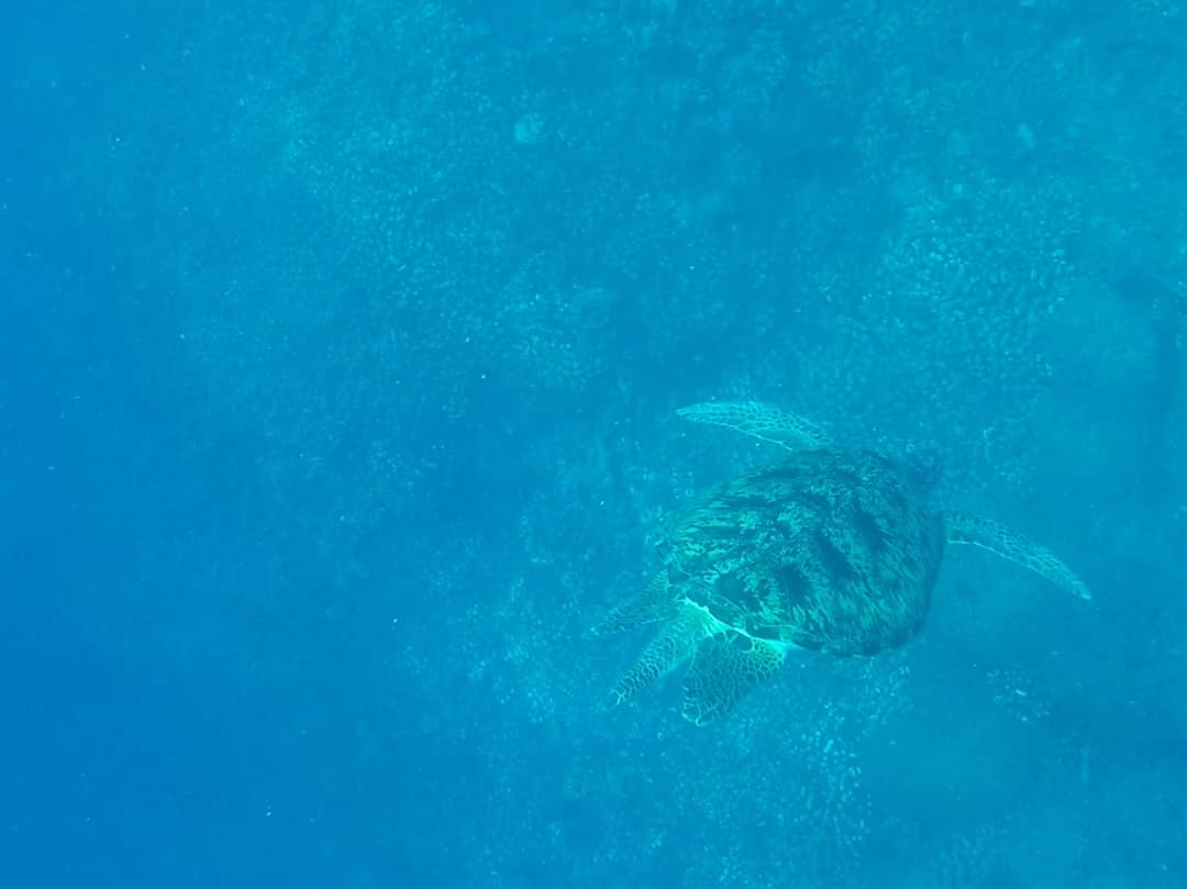 greenpeaceSTHLM's tweet photo. An 🌊 memory from our volunteer Melanie:
"I was diving and enjoying the great underwater world in Bali, when this big turtle passed us. It was such a great encounter. We must make sure this world is protected and these animals can live and thrive."
#oceantribute #GPNvol #BBNJ https://t.co/XMlqDEOMw8