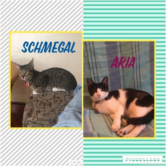 #LEAPS (@helpingthepaw) on Twitter photo **SCHMEGAL & ARIA** ARE SO READY FOR THEIR FOREVER HOME!!! They are best friends,play hide & seek & cuddle every night.They would really appreciate being homed together,so if you wish to adopt them please contact Bronwyn on 0722837521 or bronwyn@leaps.co.za . Please SHARE 2 CARE! **SCHMEGAL & ARIA** ARE SO READY FOR THEIR FOREVER HOME!!! They are best friends,play hide & seek & cuddle every night.They would really appreciate being homed together,so if you wish to adopt them please contact Bronwyn on 0722837521 or bronwyn@leaps.co.za . Please SHARE 2 CARE!