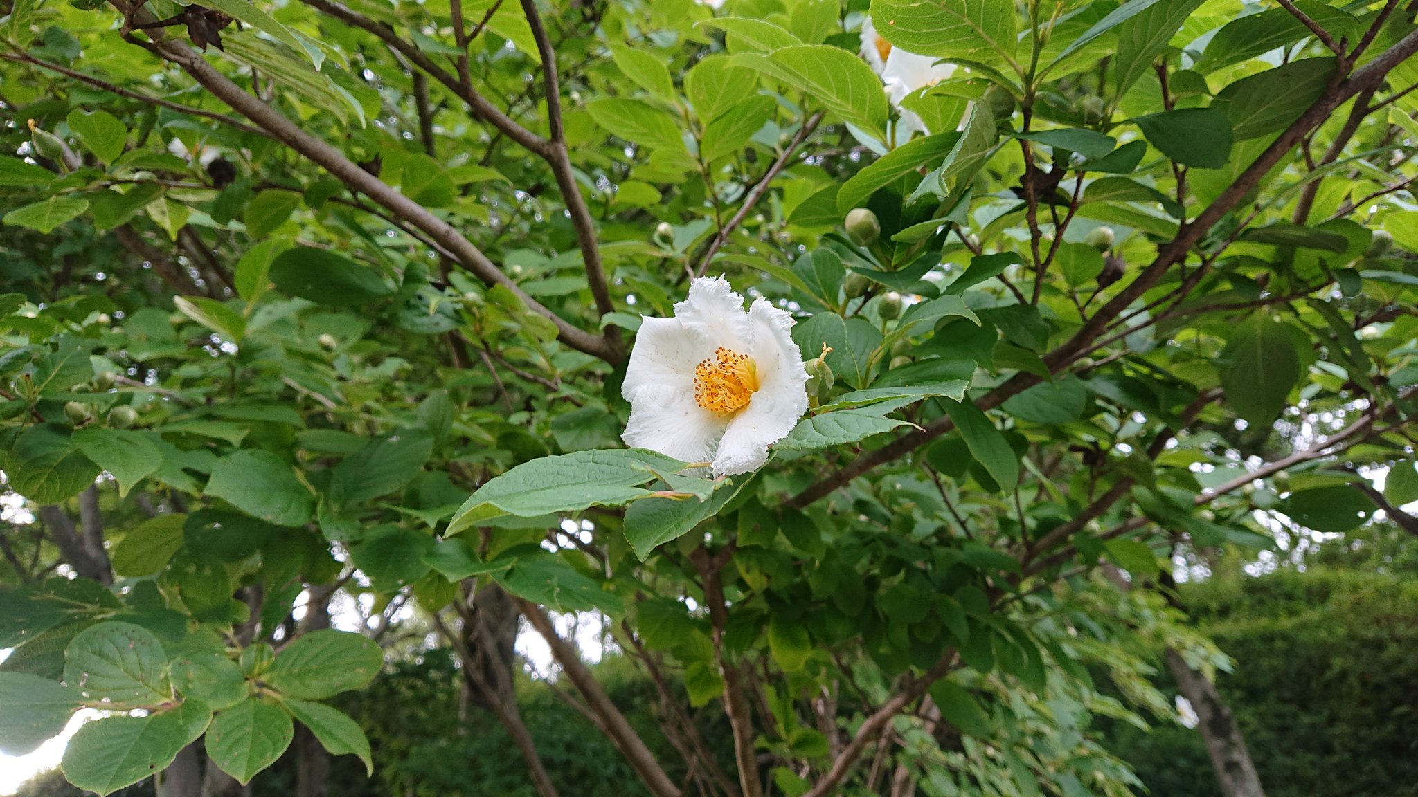 E6 B2 99 E7 Be 85 E6 A8 B9 Recherche Sur Twitter Twitter