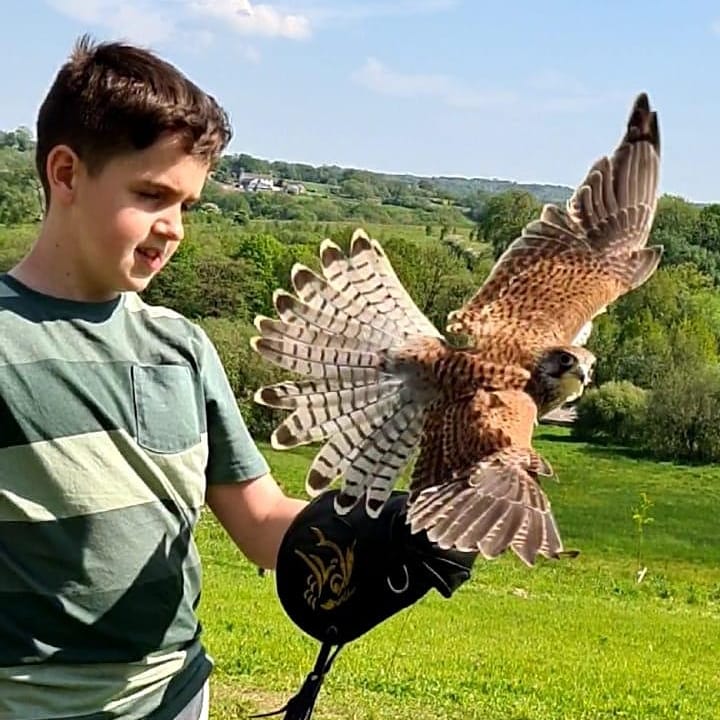 nia_rhi's tweet photo. Charlie went to the National Botanic Garden of Wales seen so many plants and birds.  He wanted to show a video of a crow protecting its nest from a Golden Eagle but I can't seen to load it. So this pic of him holding boomerang the Kestrel @lps140club
@LPS_Eco @llanharanps https://t.co/u7geXleNxb