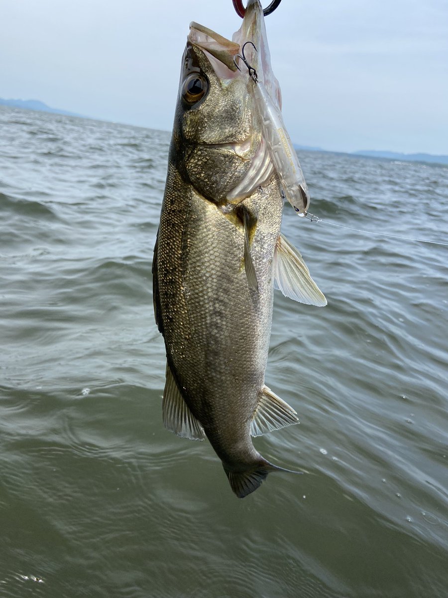 ブルーブルーのスネコン90sのインプレ情報 ただ巻きの使い方をしてみたい シーバスタックル集会所