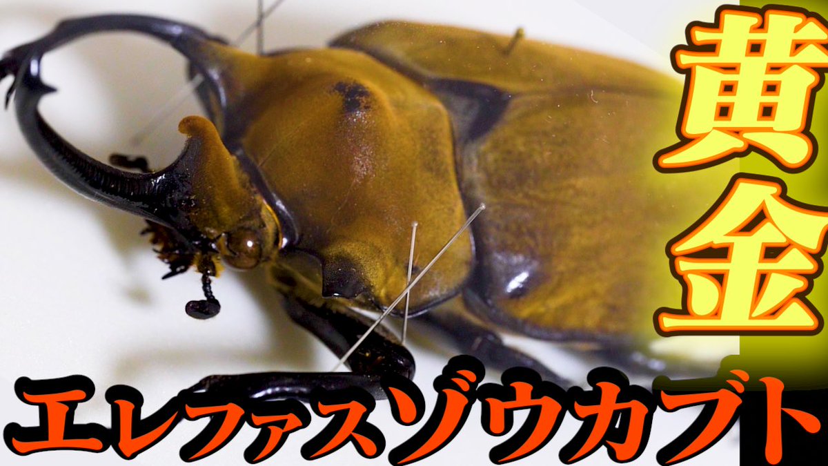かっいい かっいい