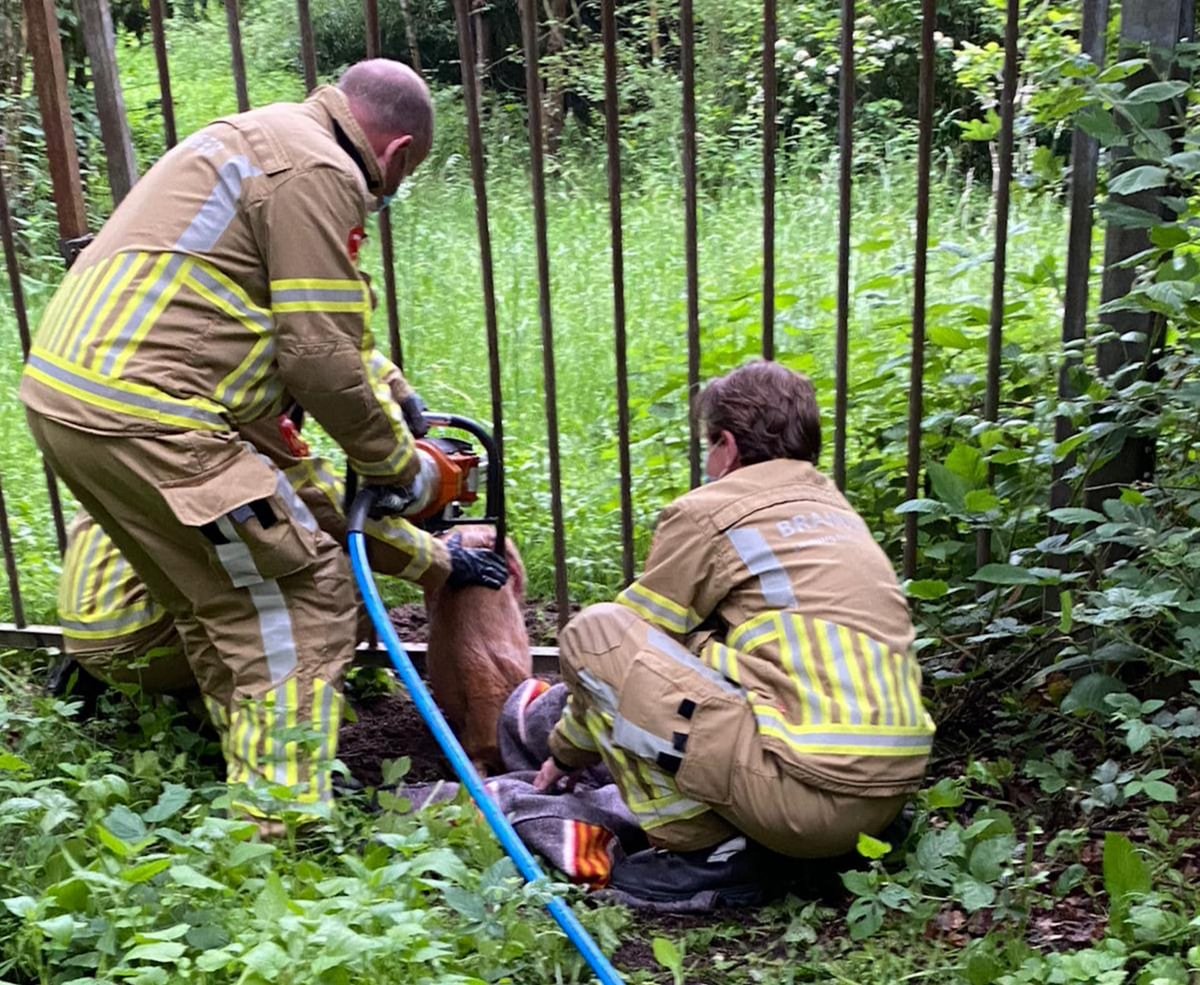 De brandweer in Belfeld is vanmorgen uitgerukt voor een ree die vast was komen te zitten in een hekwerk aan de Verlengde Rietweg...