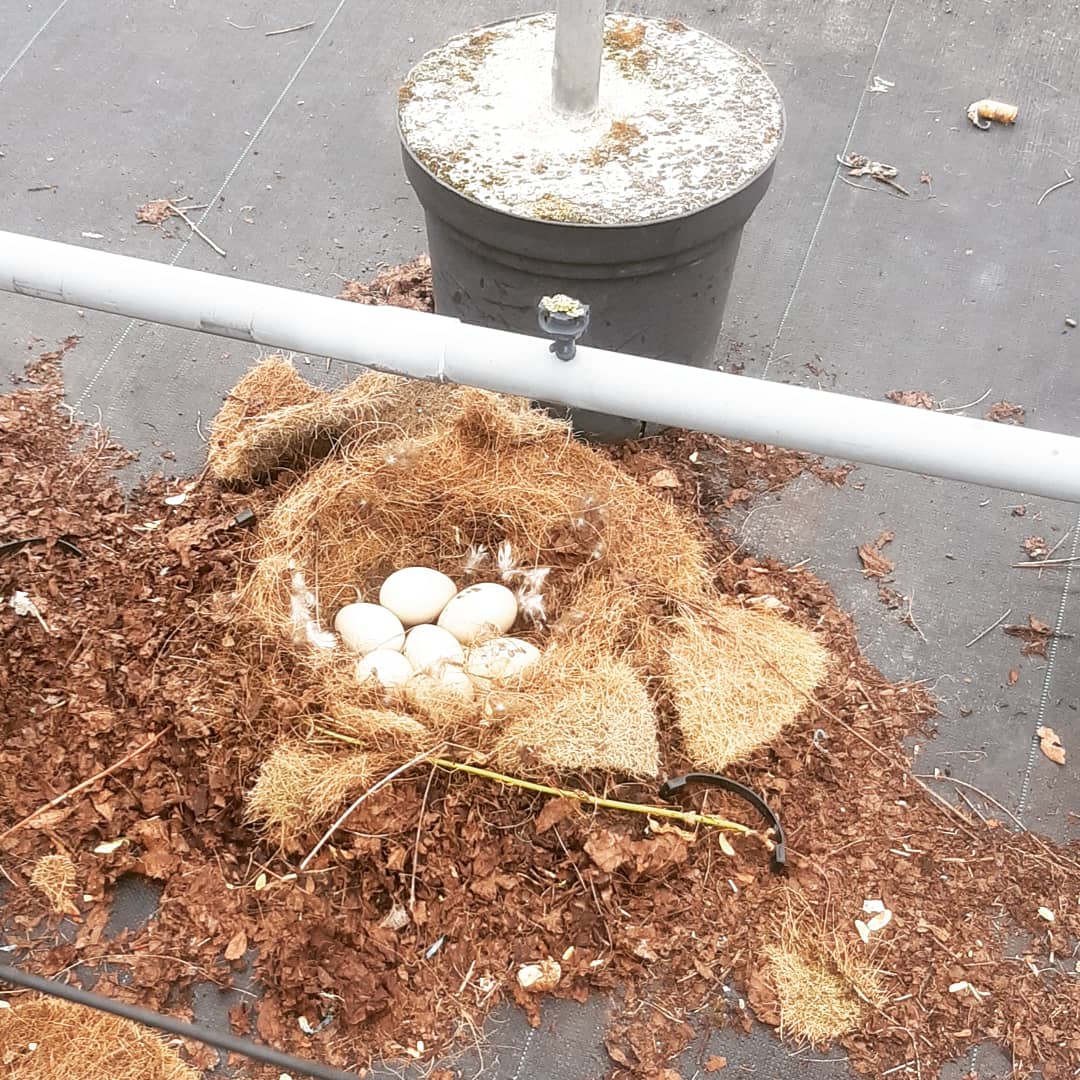 Deze periode worden de Salixen die we in de kas opgekweekt hebben, naar buiten gezet om daar tot een leverbare plant door te groeien. Het lijkt erop dat er een paar vierkante meter leeg zal blijven voor de eendenfamilie! #natuur #kwekerij #salix #eend