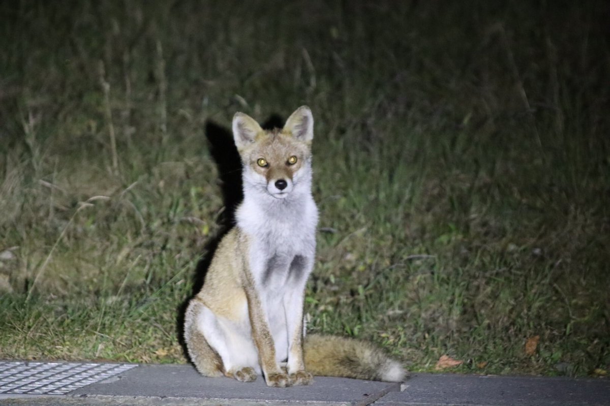野生動物研究会 農大 Nodai Yadoken Twitter