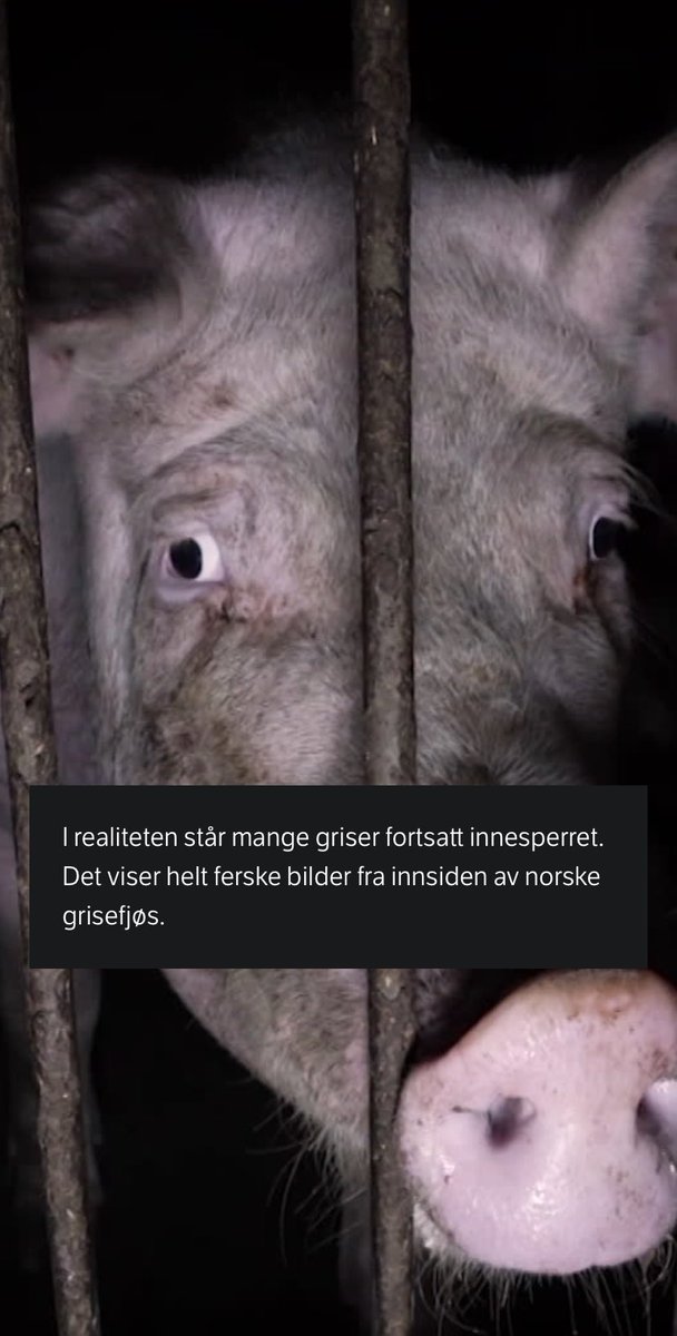 Regjeringen tar ikke dyrevelferd på alvor. Mattilsynet mangler ansatte og landbruket greier ikke rydde opp. På tide å tenke nytt. Hva med tilskudd for tiltak som gir god velferd? <a href="/landbrukogmat/">Landbruks- og matdepartementet</a>  <a href="/Hoyre/">Høyre</a> <a href="/Partiet/">Miljøpartiet De Grønne (MDG)</a> <a href="/Arbeiderpartiet/">Arbeiderpartiet</a> <a href="/Senterpartiet/">Senterpartiet</a> Takk til <a href="/dyrsfrihet/">Dyrs frihet</a> @NRK