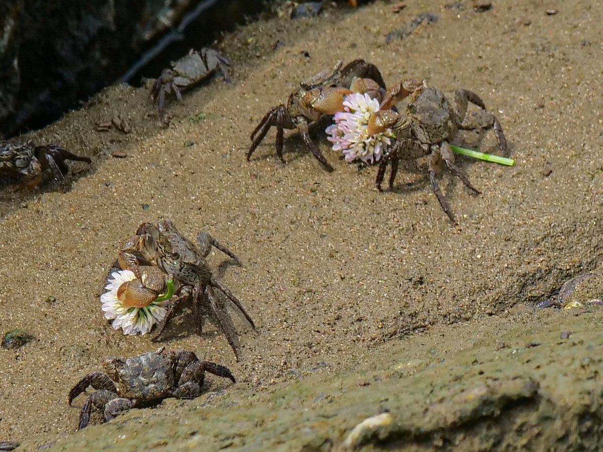そんなものも食べるんだ カニが奪い合って食べてたものがメルヘンでやたらかわいい なにこの楽園 Togetter そんなものも食べるんだ カニが奪い合って食べてたものがメルヘンでやたらかわいい なにこの楽園 Togetter