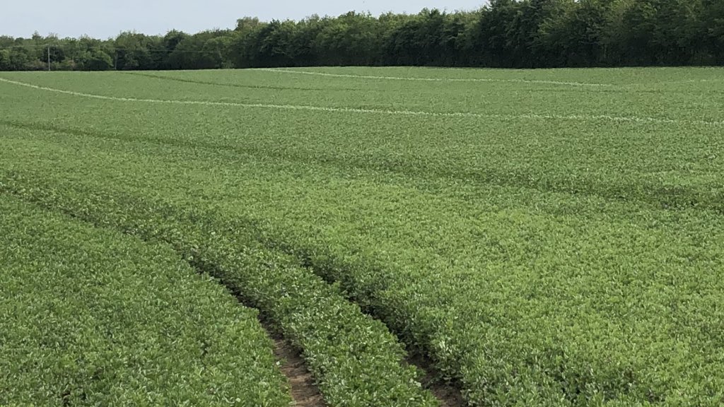 AndrewBentley20's tweet photo. Vertigo Spring Beans looking very well this morning #LSPB #PGRO https://t.co/q5FQWnUaqn