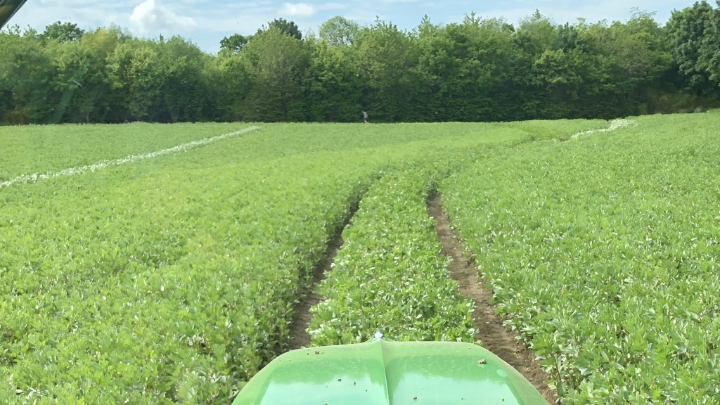 AndrewBentley20's tweet photo. Vertigo Spring Beans looking very well this morning #LSPB #PGRO https://t.co/q5FQWnUaqn