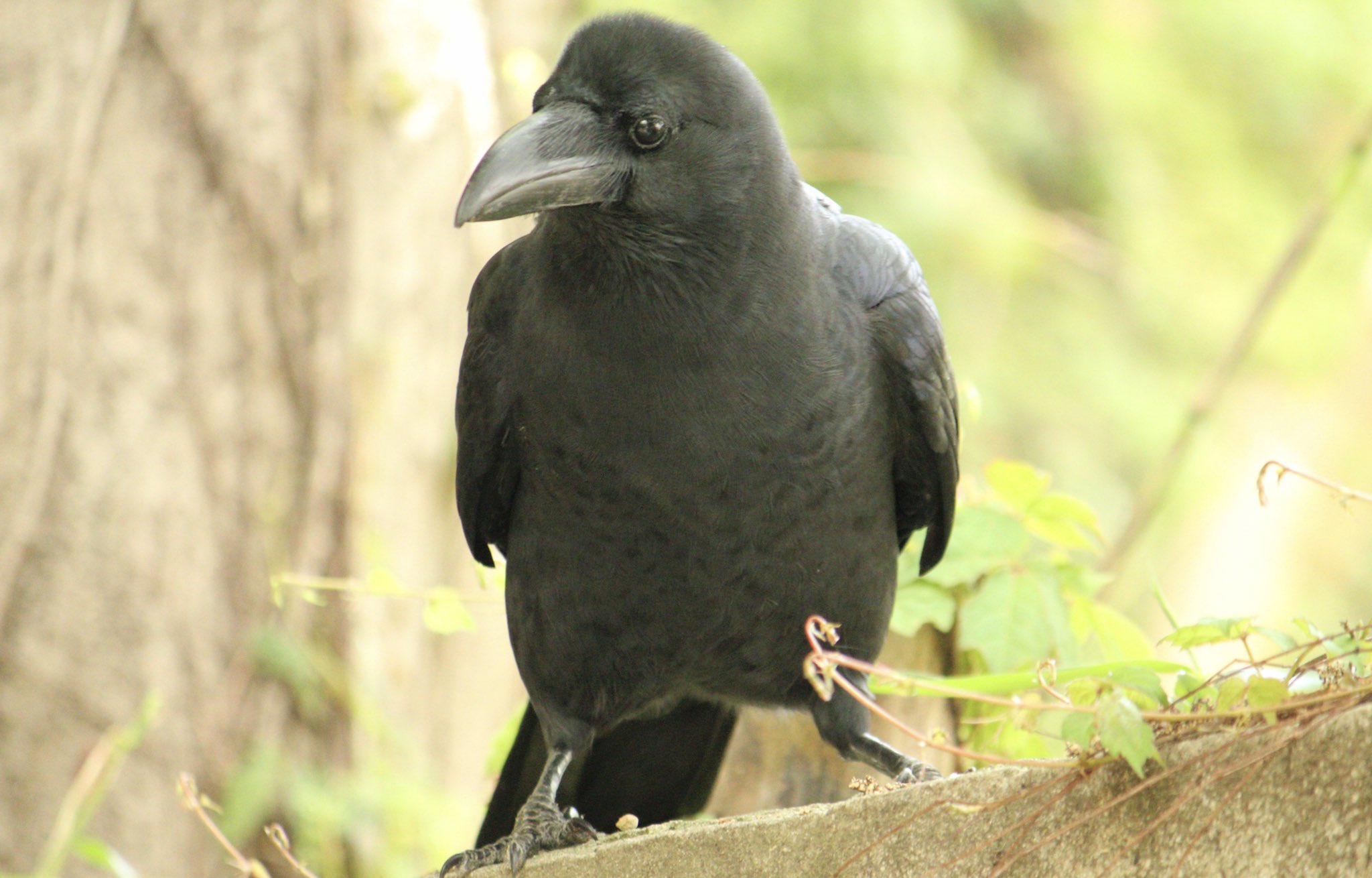 カラカラカラス 山沿いで見かけたカラスさん 倉庫の屋根から覗いています バランスを崩しバタつきながら 目の前にシュタッと 降りて 落ちて きました ふう 待たせたね ごまかしの決めポーズ その後林へ去って行きました 脚を開いたポーズと