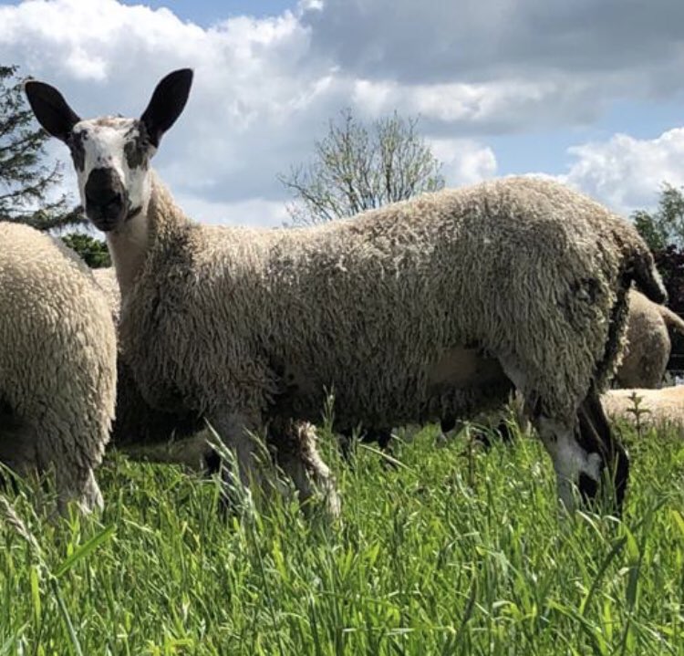 P001 Lehinch, enjoying the sunshine over the bank holiday weekend.. 😎😎🌞🌞🌞