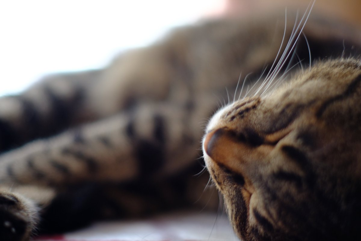 Lovewith9's tweet photo. #FDEF #fujifilm_xseries #オールドレンズ #eos5d
撮影能力とセンスがイマイチです(´;ω;｀)心をとらえるshotは難しい https://t.co/J5wSb5eLQy