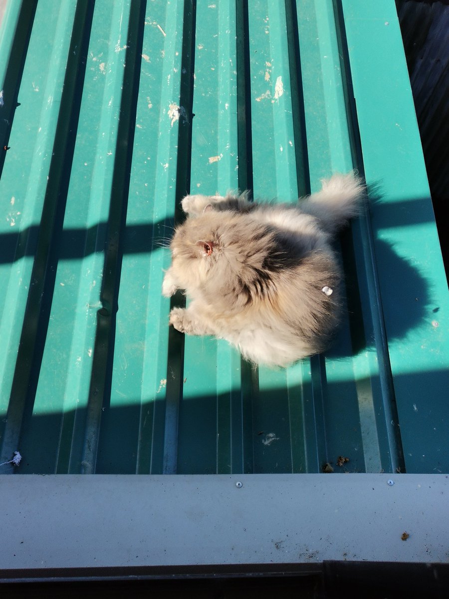 LuisVazar's tweet photo. Tomando sol en la mañanita. Claro si logran ver ella tiene una cosita blanca en el lomo, era una pequeña pluma. 😮 Se teme lo peor. https://t.co/H1z1w2qbDo