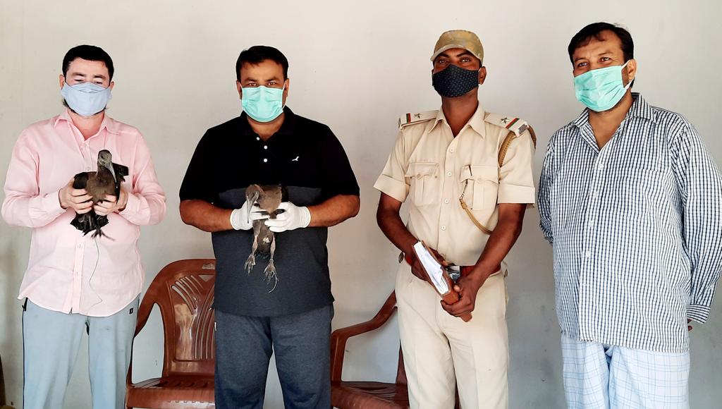 shams_s's tweet photo. @IYCSitamarhi rescued a pair of #RedNapedIbis birds & handed over to #ForestAndEnvironment department 4 their conservation.
#WorldEnvironmentDay
@RahulGandhi @priyankagandhi @srinivasiyc @Allavaru @BHAKTACHARANDAS @DrMadanMohanJha @akhileshPdsingh @GunjanINC @INCBihar @IYCBihar https://t.co/lzCjh994tH