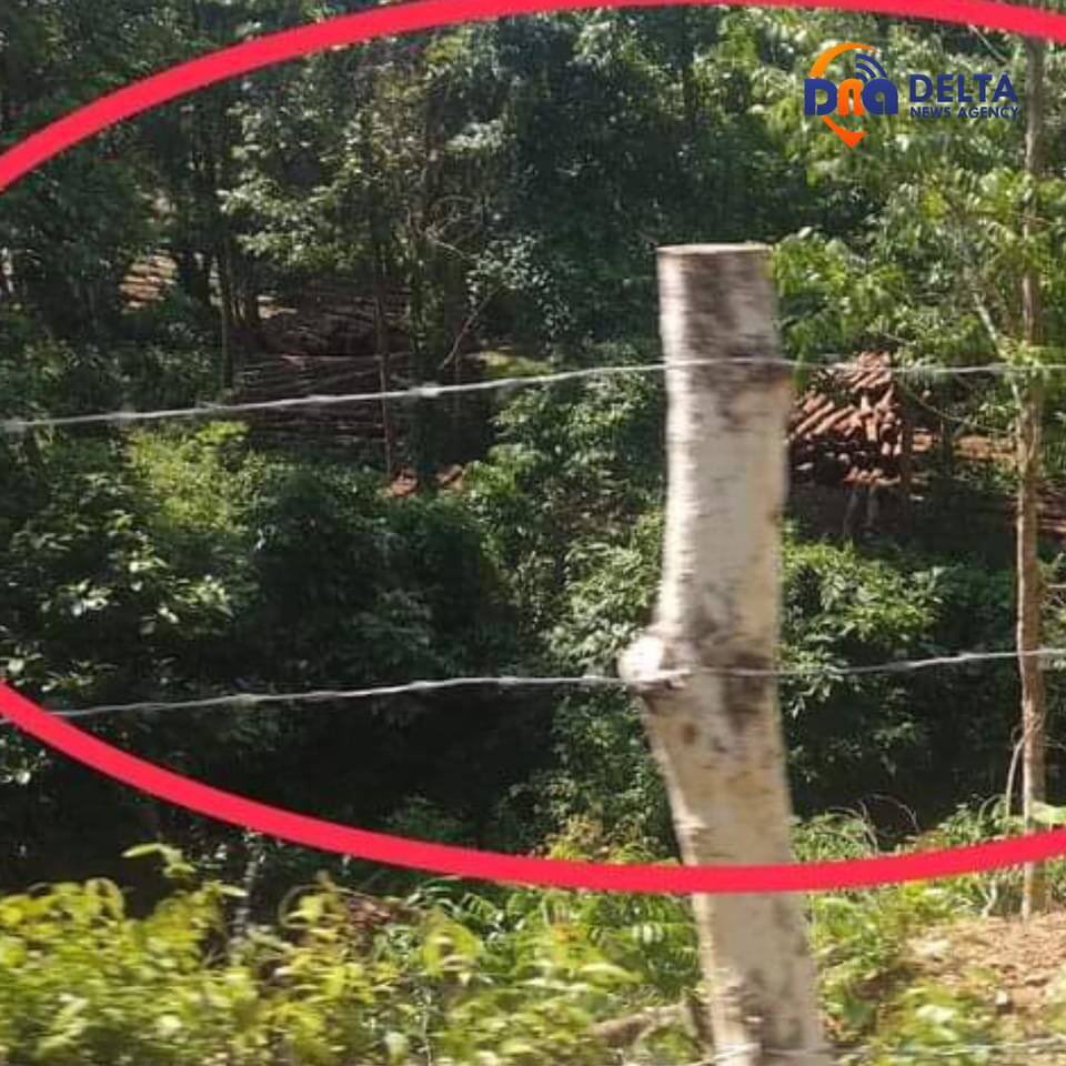 Locals reported that military terrorists group &amp; their business partners are smuggling underage ironwood trees along Chaungtha-Pathein highway road every night during curfew time.
#RejectCoupRejectASEAN #June6Coup #WhatsHappeningInMyanmar
