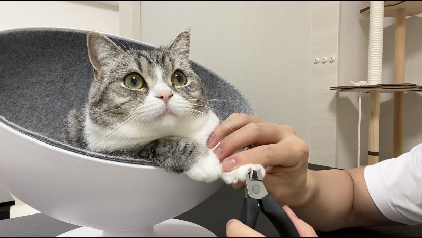 史上最も激安】 トム猫様 専用です asakusa.sub.jp