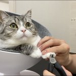 トムとジェリーに関連する17件のまとめ Togetter トムとジェリーに関連する17件のまとめ Togetter