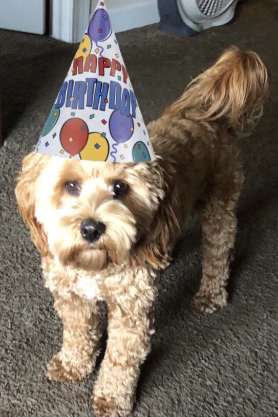 ItsdaNorma1's tweet photo. Diz iz Meese first birthday. Meese gets a new bear who I perform amputation on later, and a baby piggy who is very ugly and a cake and cookies. Da Mums and da Pops are watching The Longest Day which must be a movie about Meese. #ItsdaNorma1 https://t.co/mMFYzrjBb4