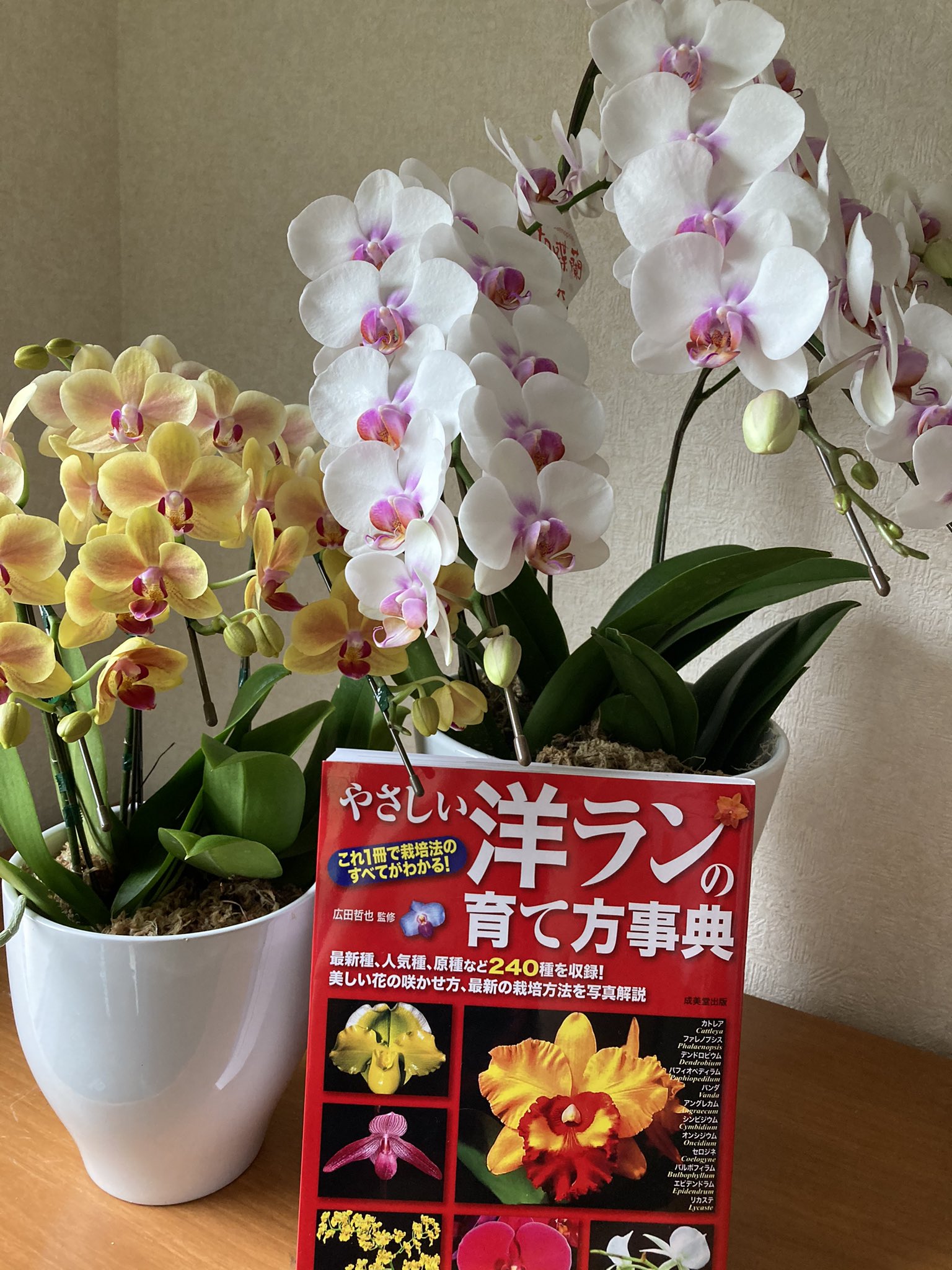 町田そのこ 花を枯らしてしまう 土がカビてしまう と話したら 稲垣吾郎さんに胡蝶蘭をオススメされました 意外とお手入れしやすいそうです ですので 気合い入れて買いました 我が家はいま 花盛りです 命懸けで枯らさない所存です T Co