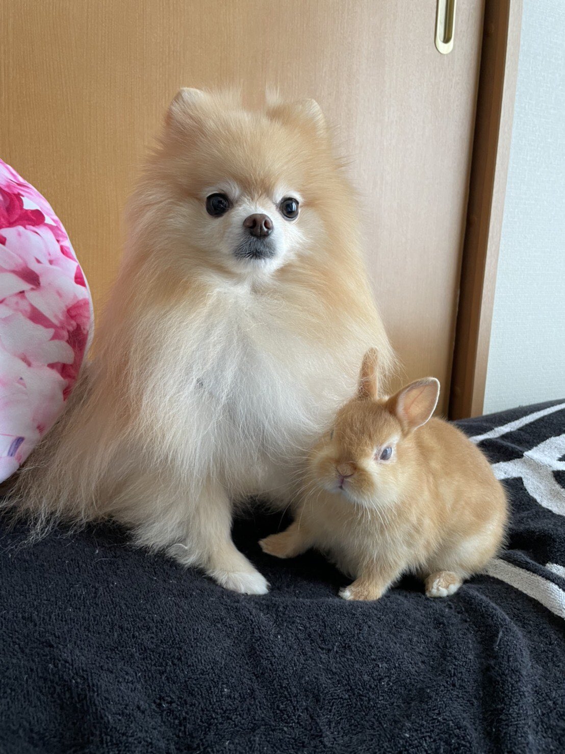 Twitter 上的 うさぎカフェ ミニヨン うさぎと可愛い仲間たち ミニヨン出身のネザーランドドワーフの茶々丸君と ポメラニアンのジュエルちゃん 仲良しツーショットが届きました 寄り添ってて可愛いですね うさぎと犬 犬とうさぎ T Co