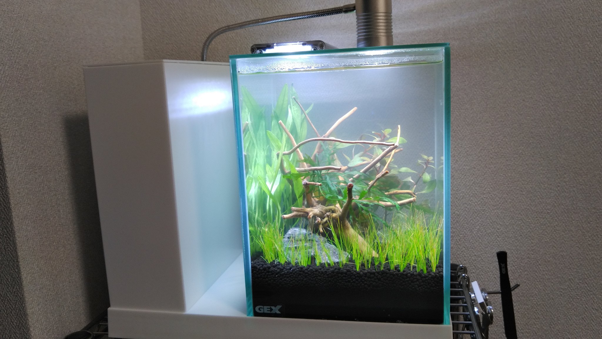さも 換水しなくても問題ないらしいけど 水草に光が届かなくなるのはまずいだろうし どっちにしろ立ち上げ2日目なのでソイルの栄養溶け出し始めてるだろうし換水です 換水以外の対処として 照明を２灯から１灯へ Co2の添加をカット 夜だけ