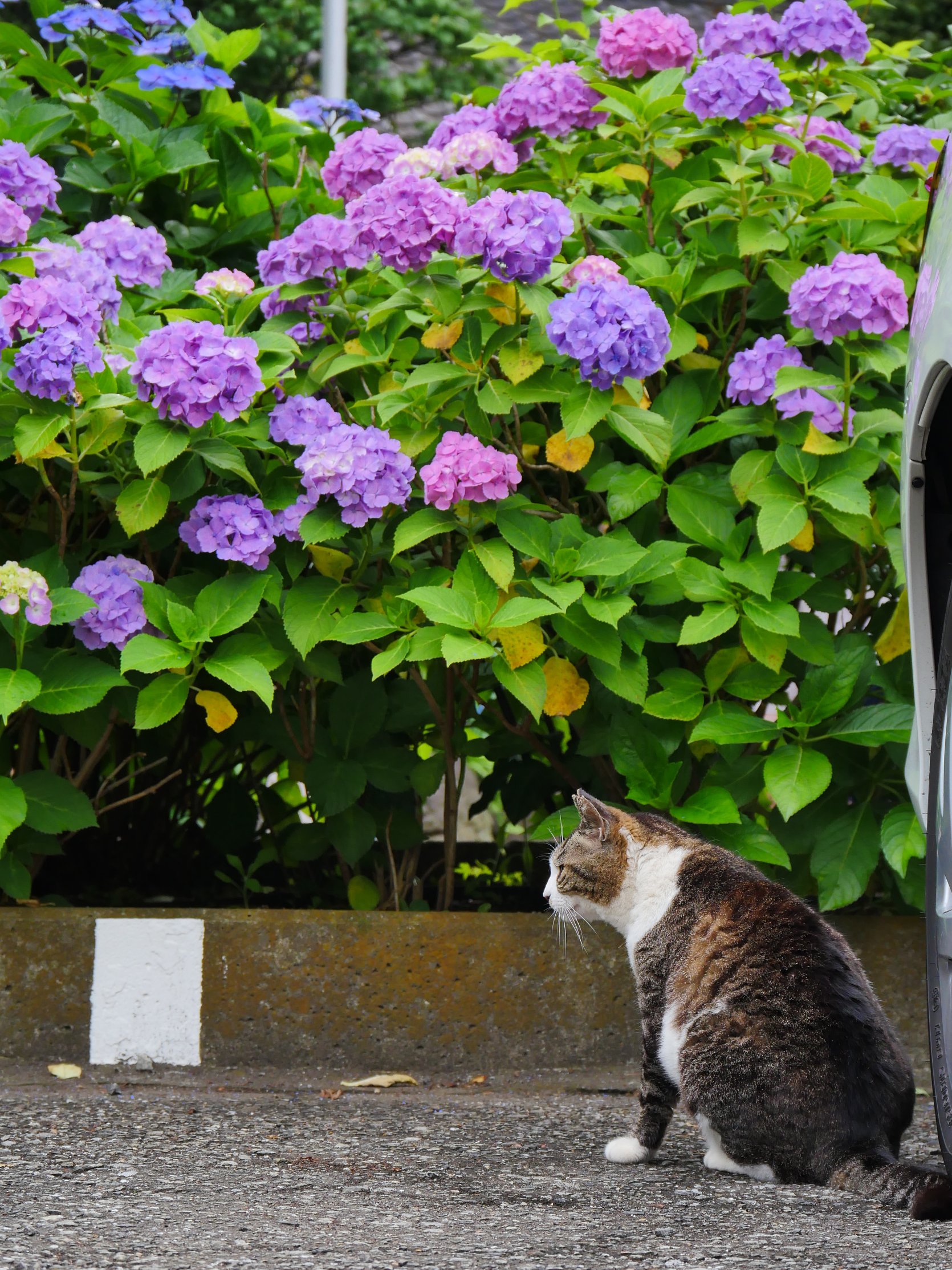 ぺろり 猫紫陽花 T Co 92juweolzm Twitter