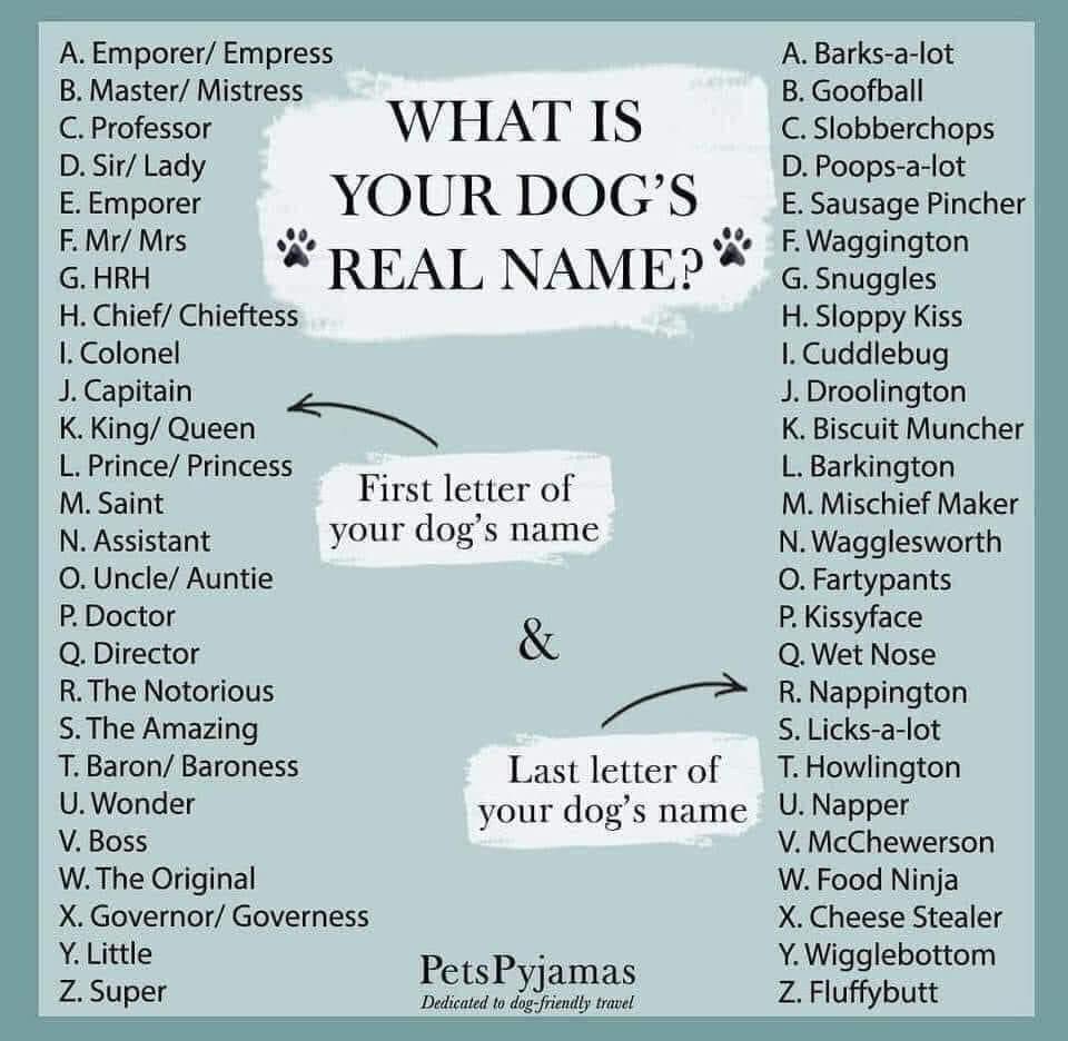 Let me introduce myself... My real name is Captain Nappington 🤣. Comment below... what’s yours? ⬇️⬇️⬇️⬇️⬇️